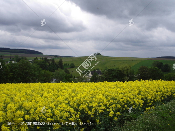 hormersdorfer,rapsfeld