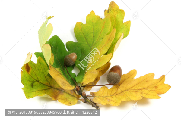 leaf