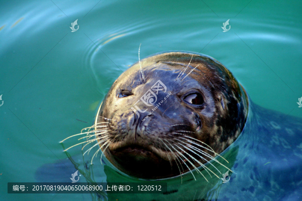 冒著眼睛
