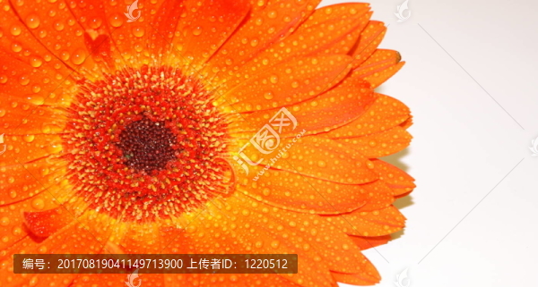 橙色非洲菊