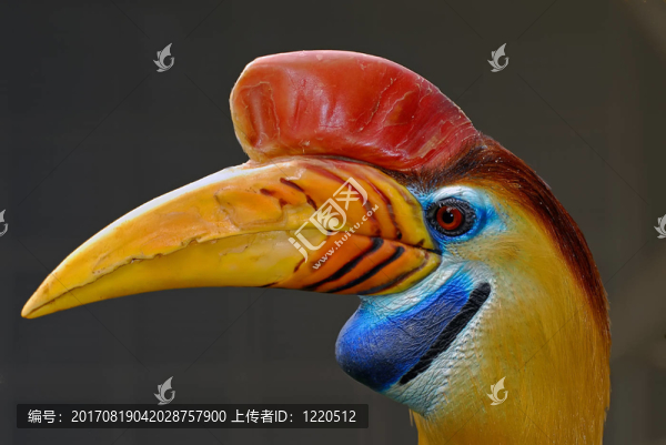 犀鳥
