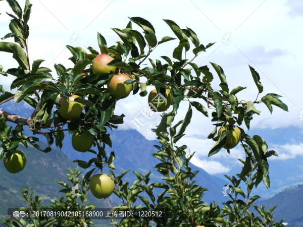 在vinschgau蘋果樹枝