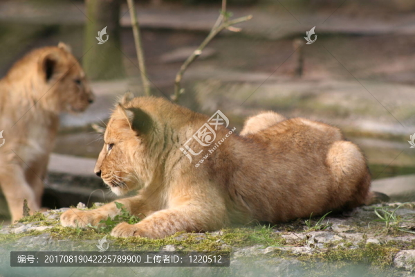 獅子兄弟