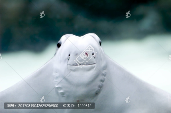 普拉特像比目魚