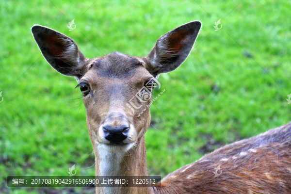 休閑
