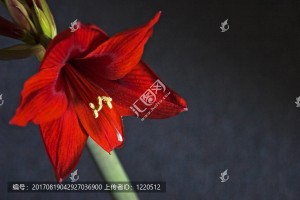 朱頂紅