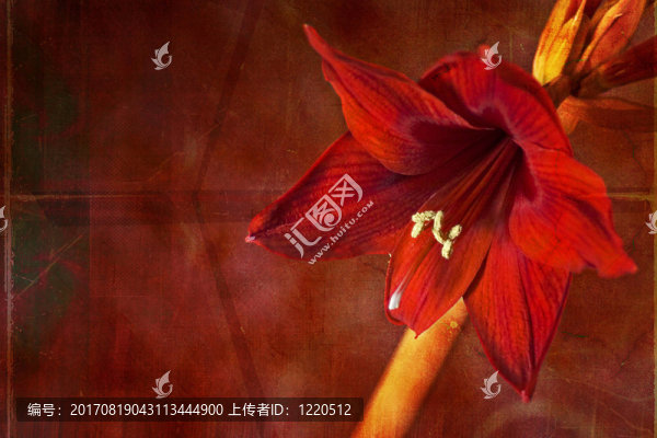 創(chuàng)造性的孤挺花