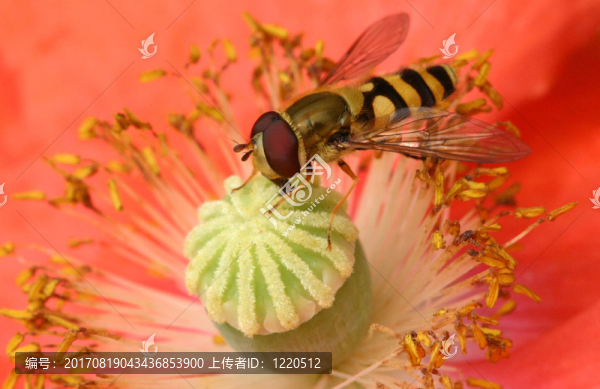食蚜蠅