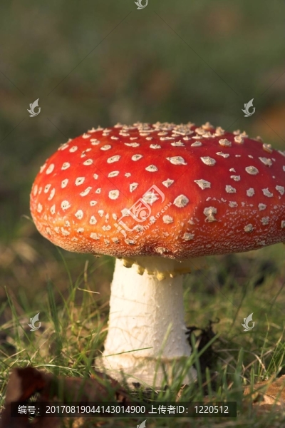 一天之后，毒蘑菇