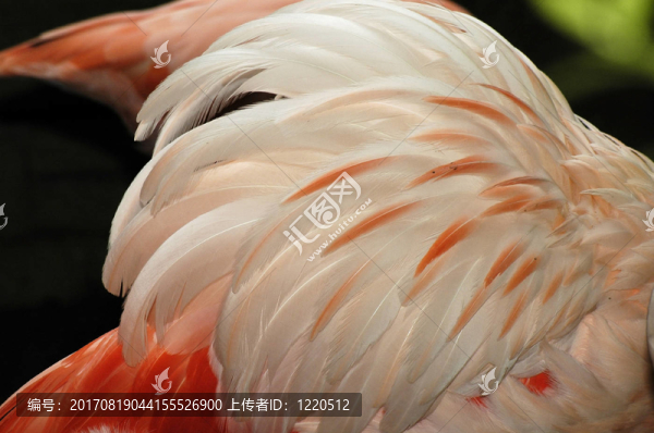 彩色墻紙