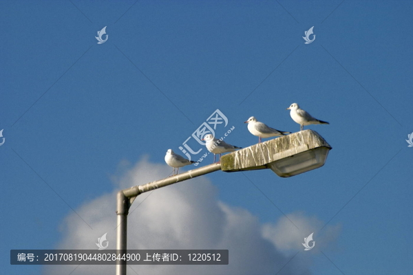 海鷗游行…