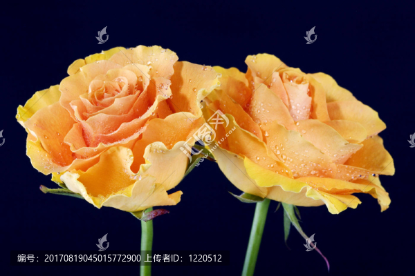 兩朵玫瑰
