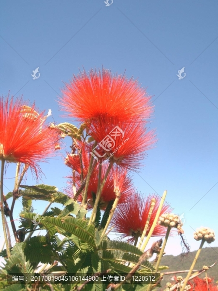 火紅