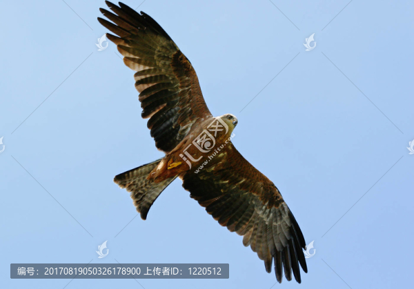 eaglebussard飛行