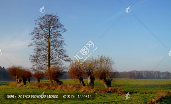 的kopfweiden