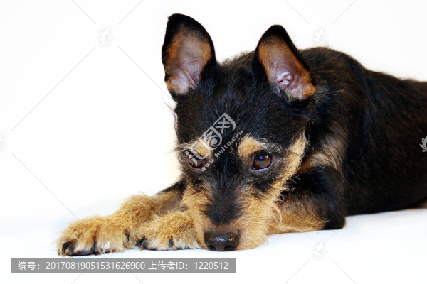 安東