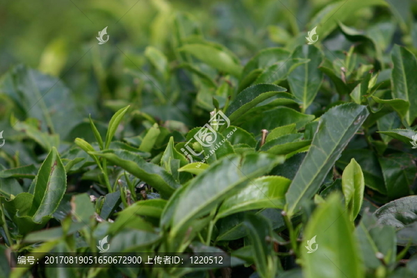茶