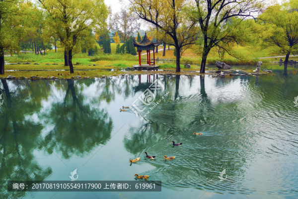 湖上鴨子