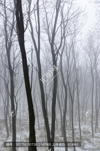 樹林霧景