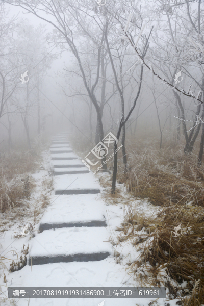霧中樹林