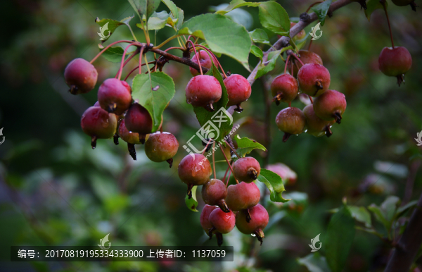 海棠果,紅果