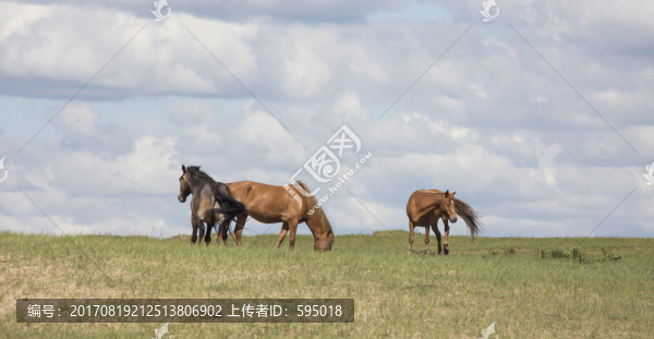 馬