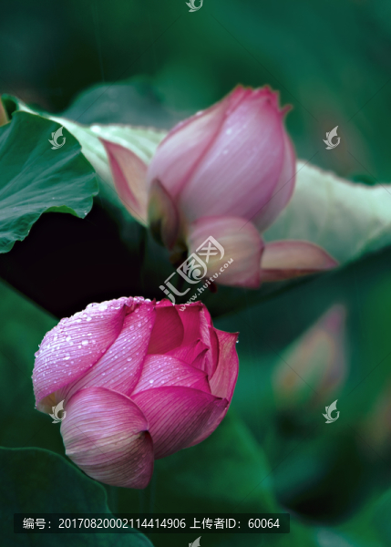 雨荷