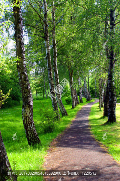 birkenweg
