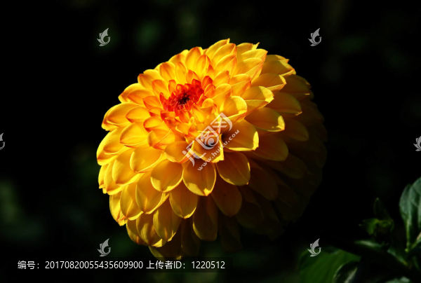花卉