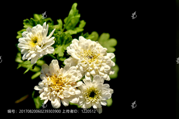第三降臨之花