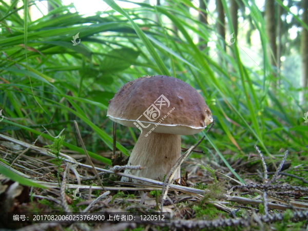 CEP