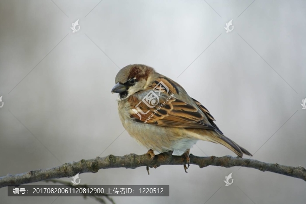 我為什么留下…