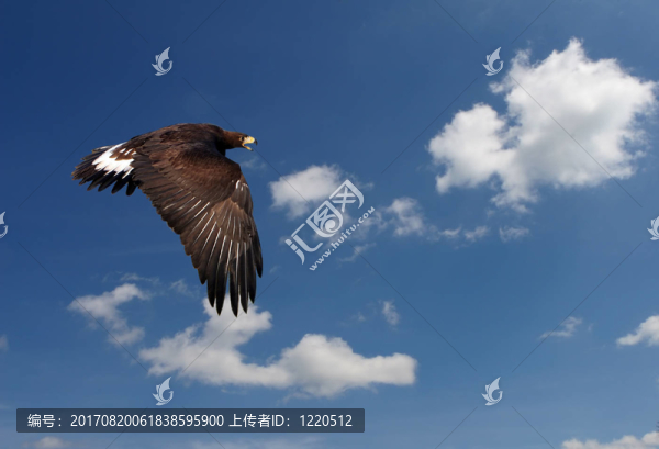 天空之王