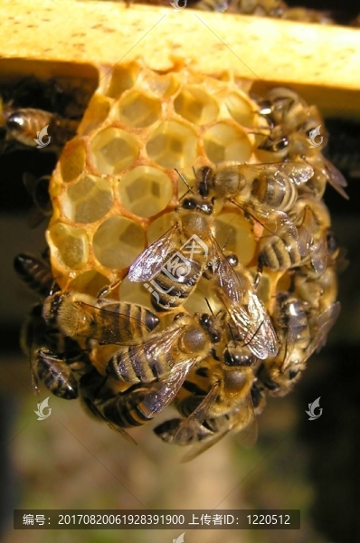 蜜蜂（Apis,mellifera）