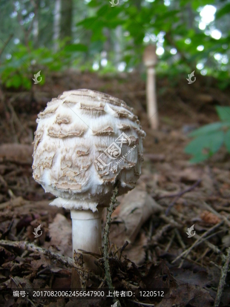 賽峰schirmling,Macrolepiota,rachodes