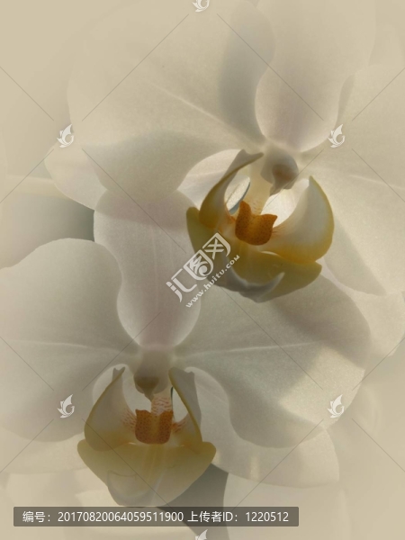 蝴蝶蘭II