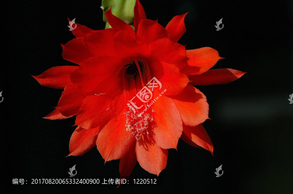 花卉