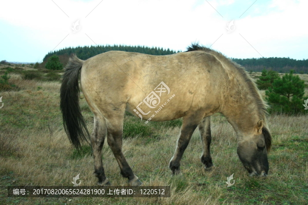 馬