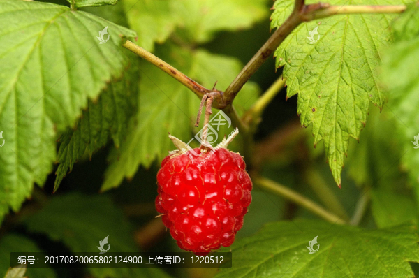 綠色