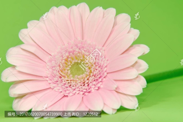 非洲菊