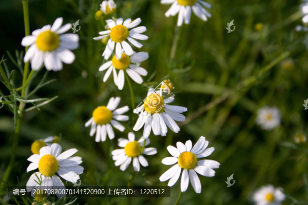 在草地上甘菊