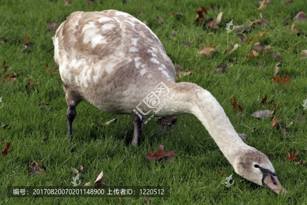 schwan01