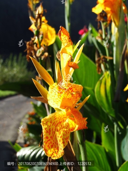 花卉