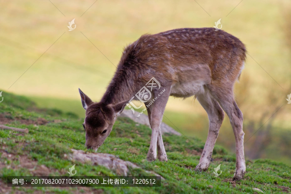動物