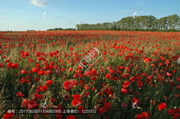 mohnblumen8