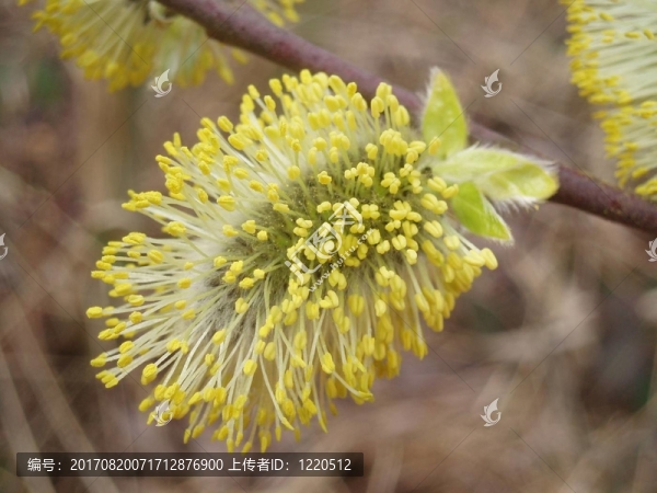 palmk開(kāi)花嗎？tzchen