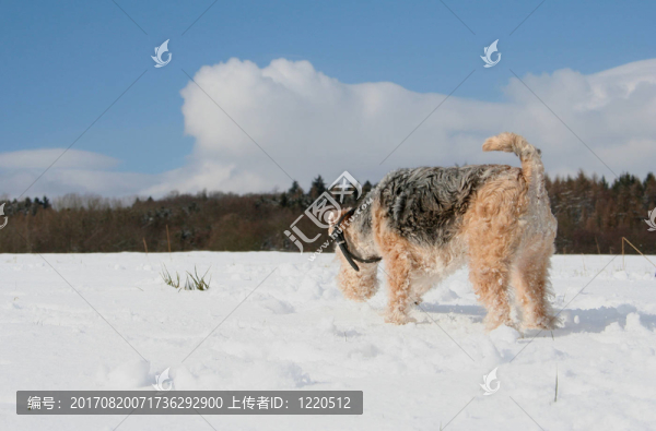 湖畔梗在雪中