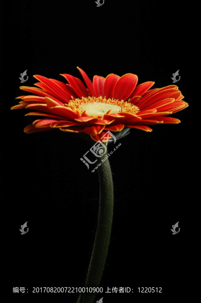 非洲菊（1）