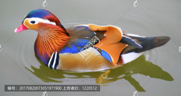 湖上的鴨子