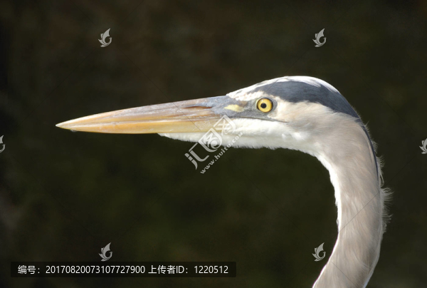 沼澤